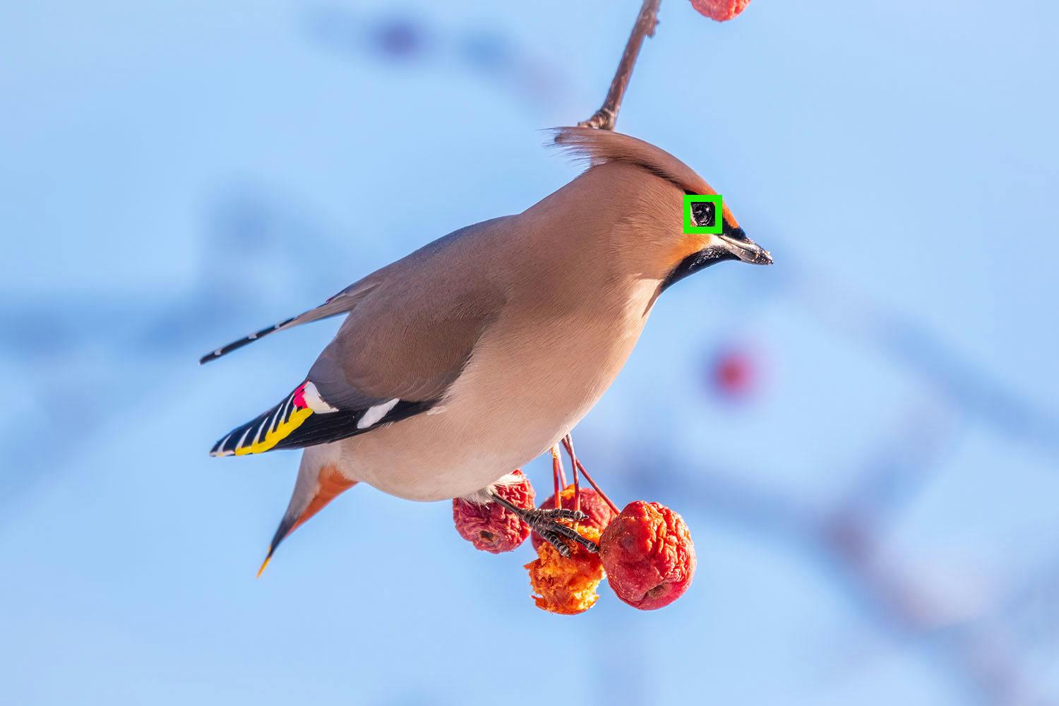 silkehale fugl 2264689411 MGQQ9dEVO0miaA Silkehale